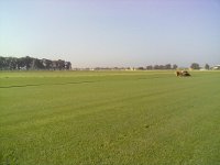 miniature/coltivazione